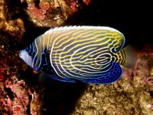 Император Ангел  - Emperor Angel (Sub Adult) M