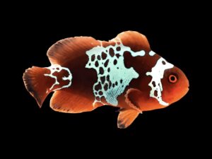 Молња - Марун риба кловн - Premnas biaculeatus hybrid - Lightning Maroon Clownfish (S)