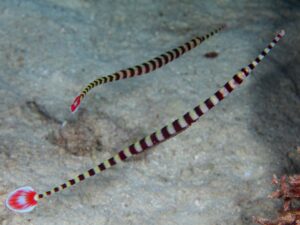 Зебра риба-цевка - Dunckerocampus dactyliophorus - Zebra Pipe Fish