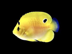 Ангел со три точки - Apolemichthys trimaculatus - Threespot angelfish (JUV) S size