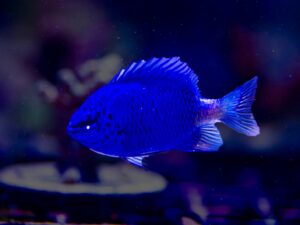 Спрингеров Дамсел - Chrysiptera springeri - Springer's Demoiselle