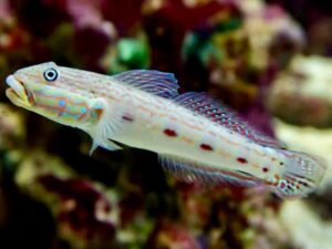 Гоби со долга перка - Valenciennea longipinnis - Long-finned Goby (M)