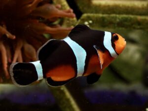 Риба кловн Црн Фотон - Amphiprion ocellaris hybrid - Black Photon Clown Fish
