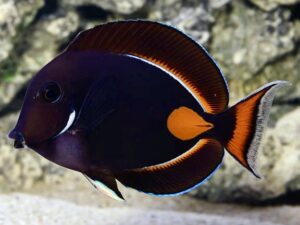 Ахил Танга - Acanthurus achilles - Achilles Tang (L)