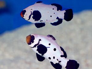 Црн Фростбајт Кловн Риба (ПАР) - Amphiprion ocellaris hybrid - Black Frostbite Clownfish (Pair)