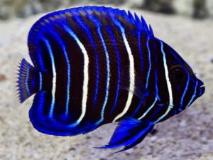 Ангел со плаво лице - Pomacanthus xanthometopon - Blue face Angel Juvenile (S)