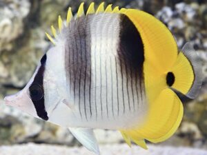 Батерфлај двојно седло - Chaetodon ulietensis - Double-saddle Butterfly (S)