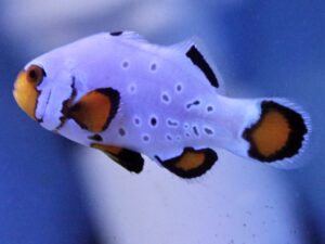 Фростбајт Кловн Риба - Amphiprion ocellaris hybrid - Frostbite clownfish (M)
