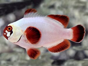 Златна Грутка - Марун риба кловн - Premnas epigramma hybrid - Gold Nugget Maroon Clownfish (S)