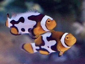 Пикасо Кловн Риба - Amphiprion ocellaris hybrid - Picasso Clownfish (M)