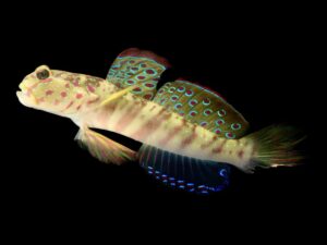 Розево-сино точкасто гоби - Cryptocentrus leptocephalus - Pink-and Blue Spotted Goby (М)