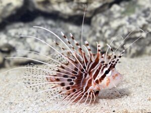 Риба Лав со точкасти перки - Pterois antennata - Spotfin Lionfish (M)