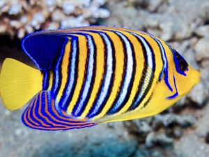 Регал Ангел - Pygoplites diacanthus - Regal Angelfish (M) RED SEA