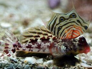 Скутер Блени - Synchiropus ocellatus - Scooter Blenny (M)