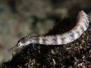 Чкртана Пајп риба -  Corythoichthys intestinalis - Scribbled Pipefish