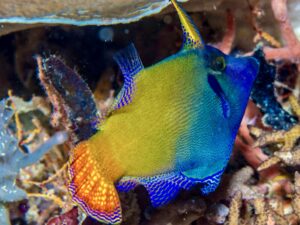 Фајлфиш со црвен опаш - Pervagor janthinosoma - Redtail Filefish (L size)