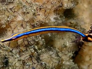 Пајпфиш со сина линија - Doryrhamphus excisus - Blue stripe pipefish (SS size)