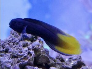 Блени со огнен опаш - Enchelyurus flavipes - Flametail blenny