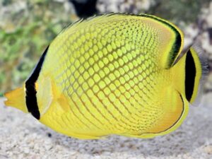 Решеткаст Батерфлај - Chaetodon rafflesi - Latticed butterflyfish (M)