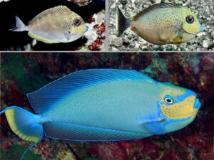 Вламингии Танга - Naso vlamingii - Vlamingii Tang (Juvenile, S size)