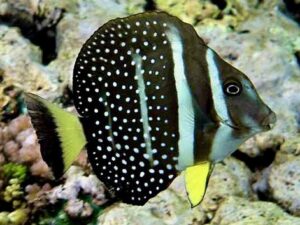 Танга со бели точки - Acanthurus guttatus - Whitespotted surgeonfish (S)
