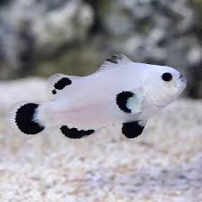 Платинум Сторм Кловн Риба - Amphiprion ocellaris hybrid - Platinum Storm clownfish (M)