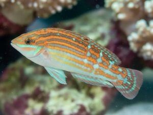 Украсна враса - Halichoeres cosmetus- Adorned Wrasse