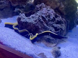 Јагула со црна трака - Rhinomuraena quaesita - Black Ribbon Eel