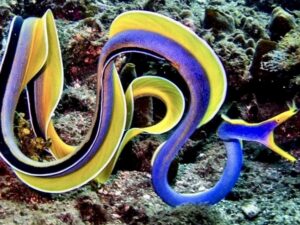 Јагула со сина трака - Rhinomuraena quaesita - Blue Ribbon Eel