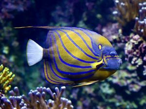 Ангел со плави прстени - Pomacanthus annularis - Blue-ringed Angelfish XXL