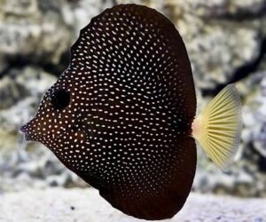 Гематум Танга - Zebrasoma Gemmatum - Gem Tang (L)