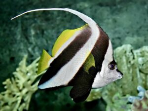 Банерфиш со долга перка - Heniochus acuminatus - Long-fin Bannerfish